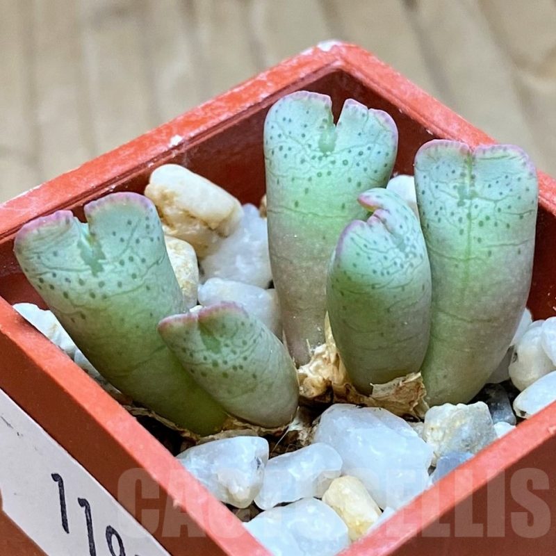 VVG11937 Conophytum taylorianum subs. ernianum -Zebrafontein- RV 1264