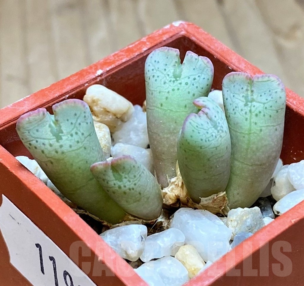 VVG11937 Conophytum taylorianum subs. ernianum -Zebrafontein- RV 1264