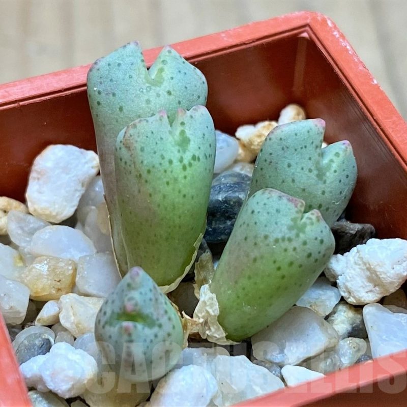 VVG11938 Conophytum taylorianum subs. ernianum -Zebrafontein- RV 1264