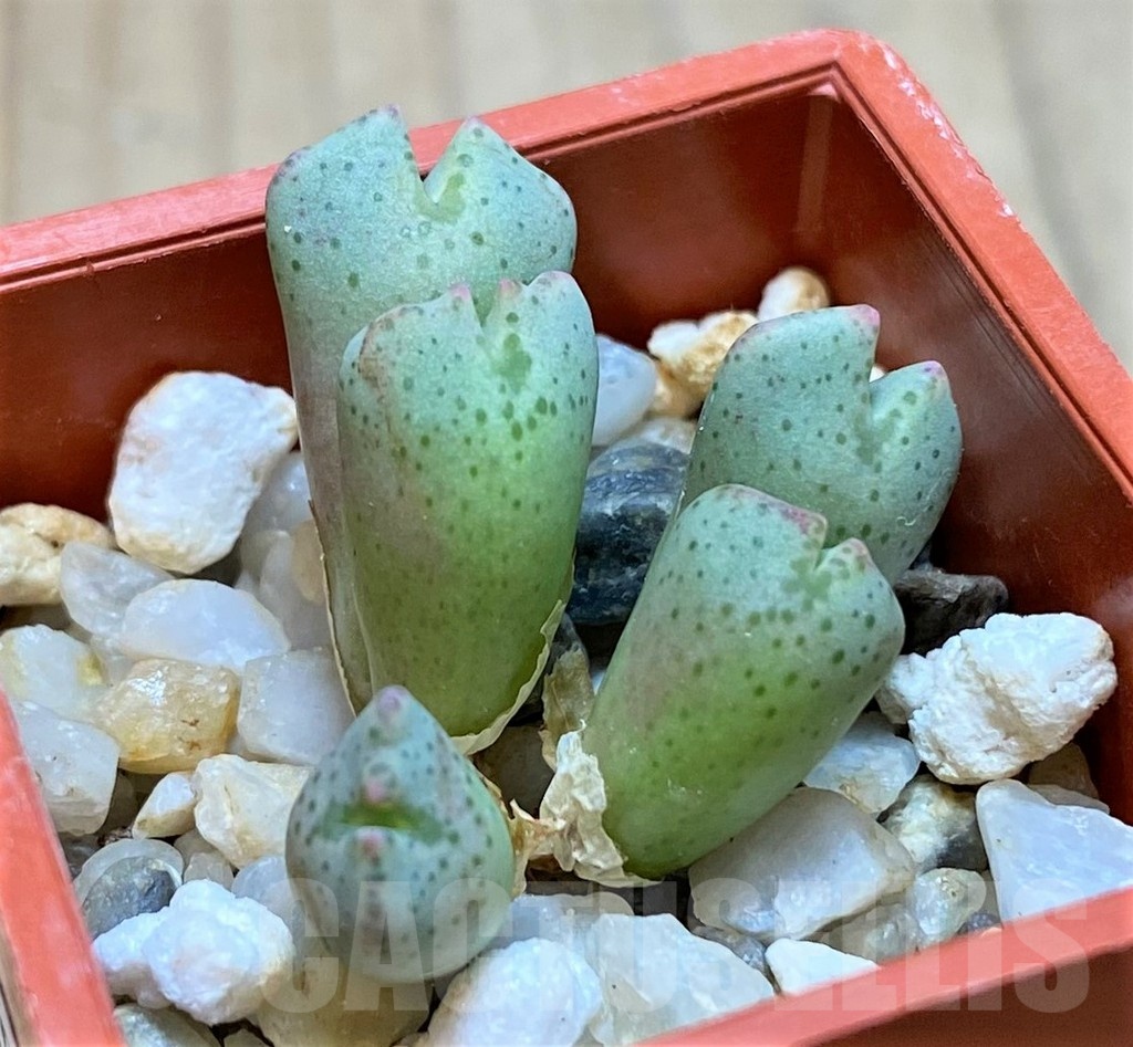 VVG11938 Conophytum taylorianum subs. ernianum -Zebrafontein- RV 1264