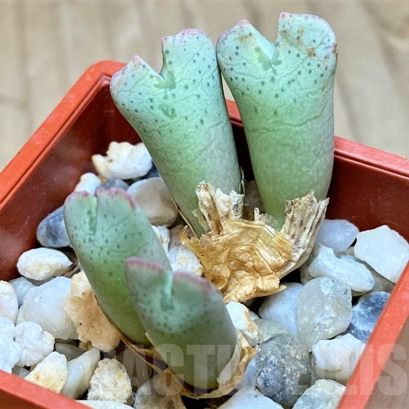 VVG11939 Conophytum taylorianum subs. ernianum -Zebrafontein- RV 1264