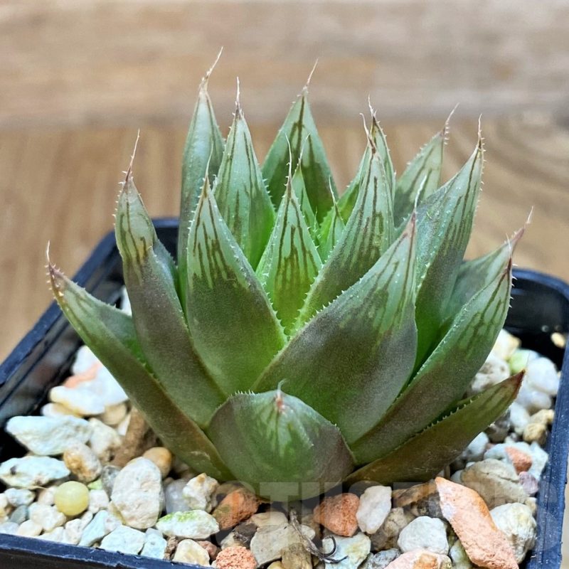 VVG12020 Haworthia cooperi v. leightonii -Karoo Desert-