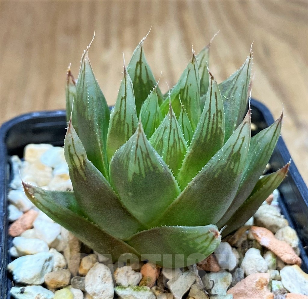 VVG12020 Haworthia cooperi v. leightonii -Karoo Desert- - Image 2