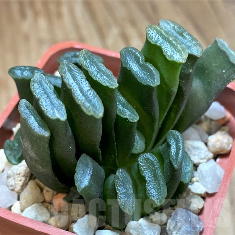 VVG12026 Haworthia truncata