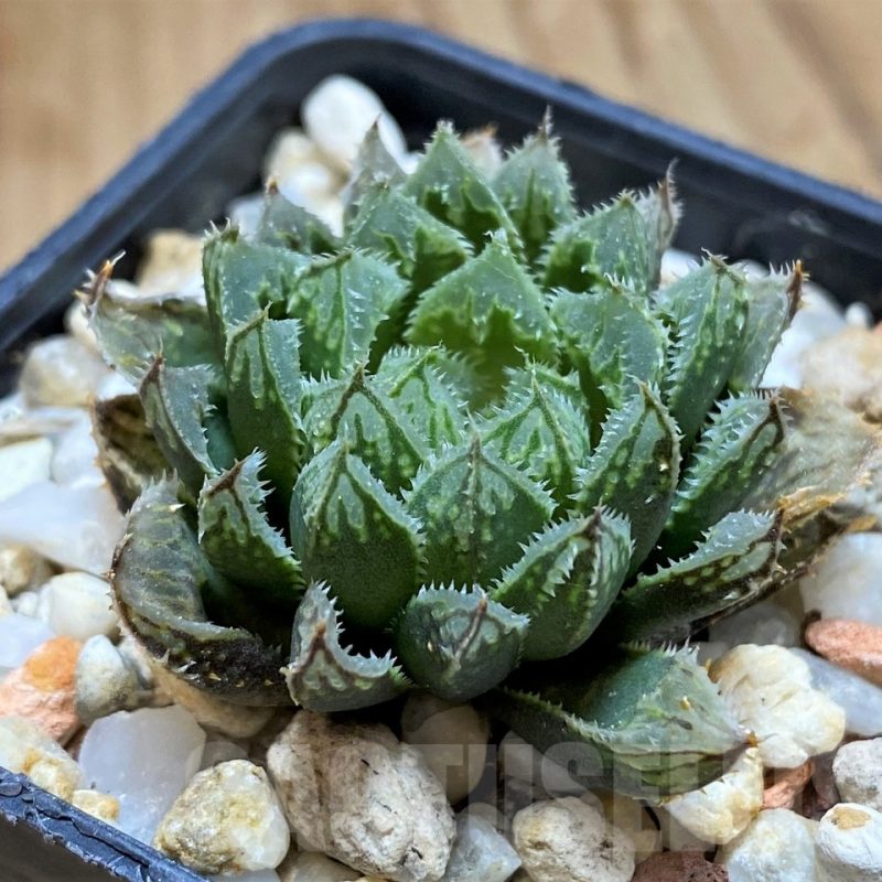 VVG12031 Haworthia ‘Kegazato’ x cooperi clon 21 x clon 22
