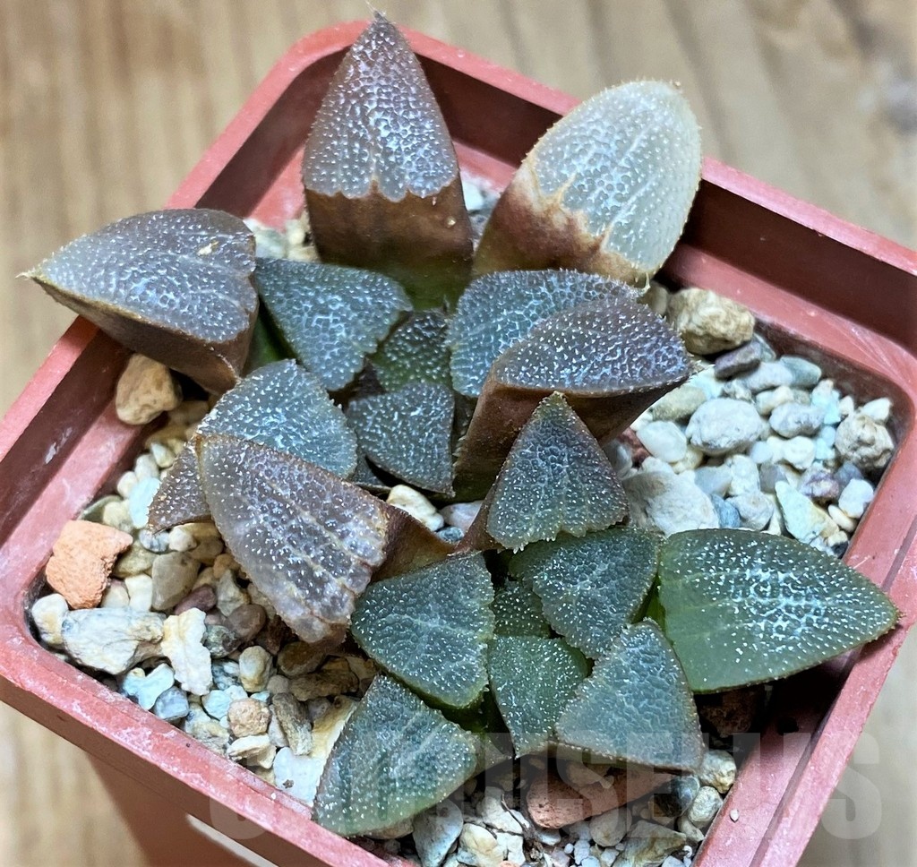 VVG12042 Haworthia bayeri 2 plants - Зображення 2