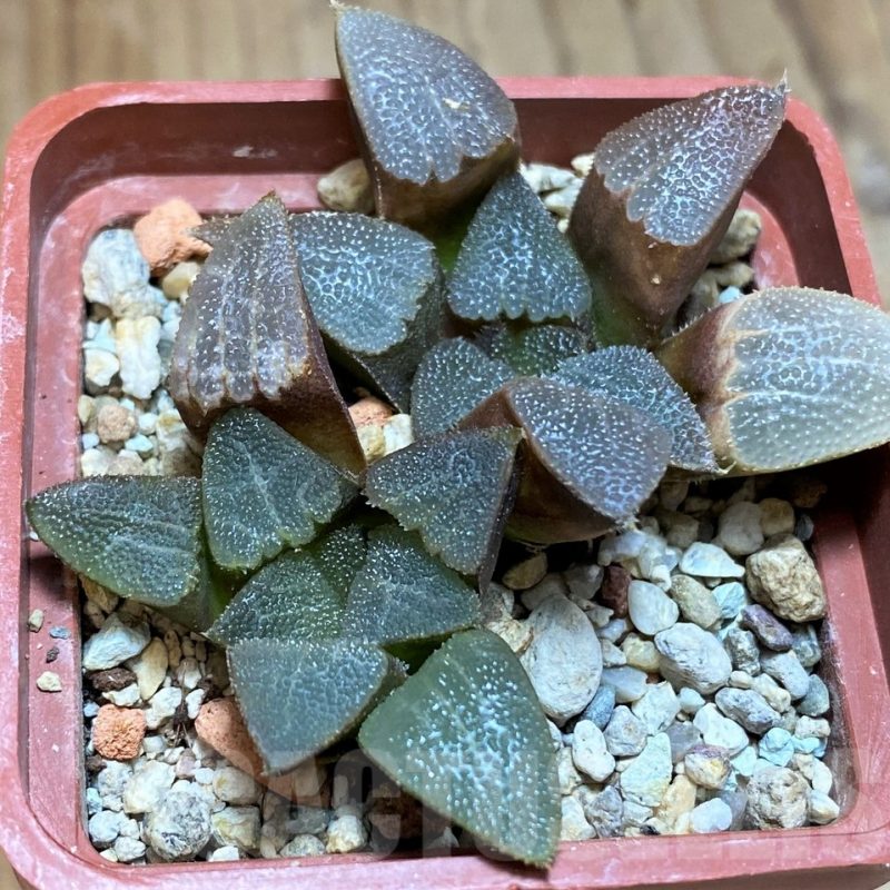 VVG12042 Haworthia bayeri 2 plants