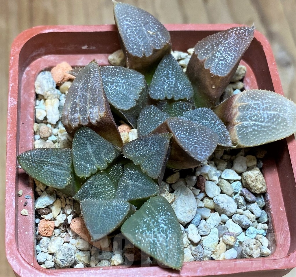 VVG12042 Haworthia bayeri 2 plants