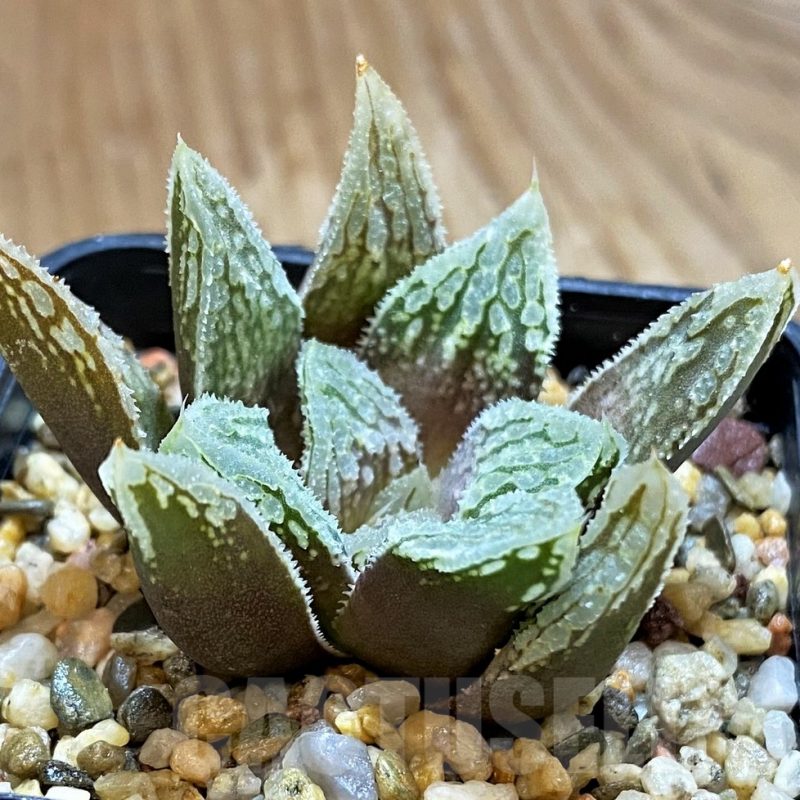 VVG12736 Haworthia 'Gorbi' hybrid