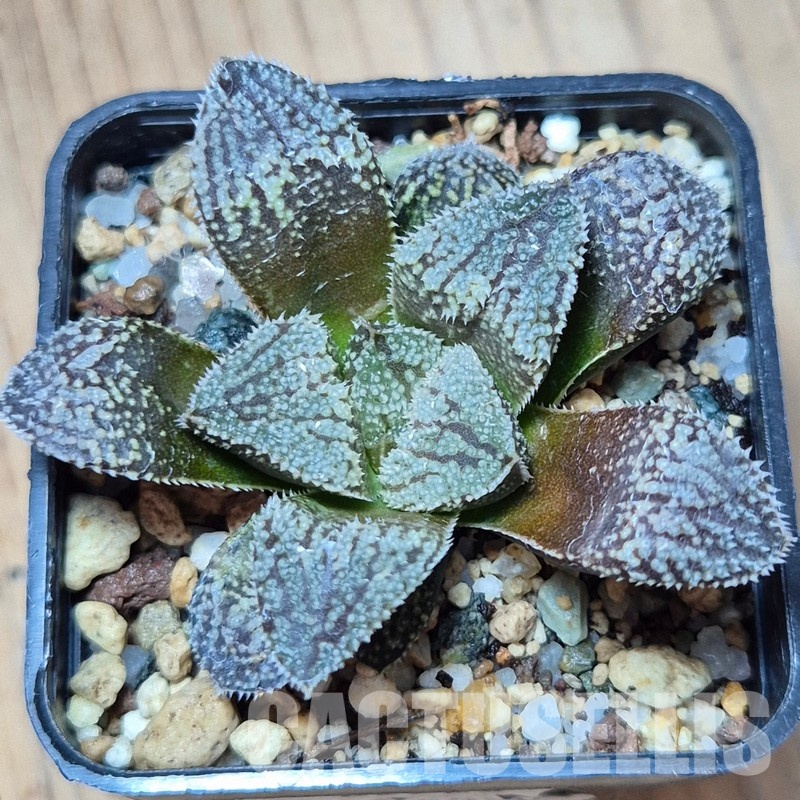 VVG25520 Haworthia ‘Kegazato’x picta -Japan- clon1