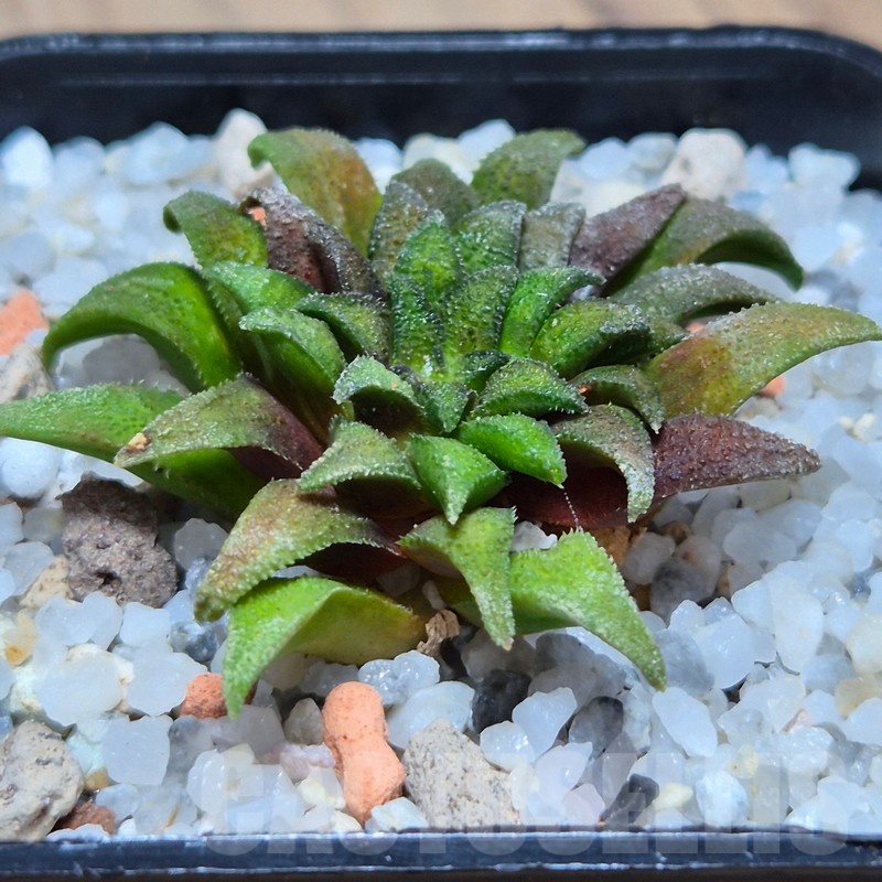 VVG25579 Haworthia parksiana -Kleinbrakrivier-