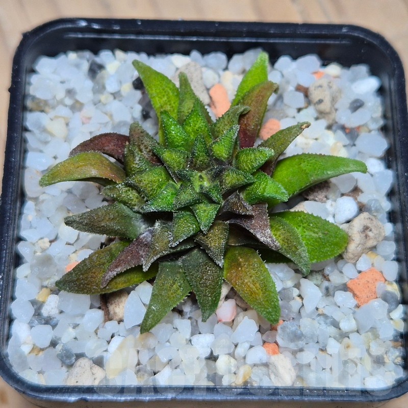 VVG25579 Haworthia parksiana -Kleinbrakrivier- - Image 2