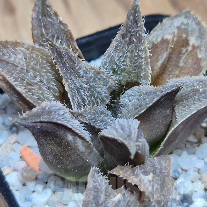 VVG25582 Haworthia mirabilis v.pillosa MBB7246 cutting