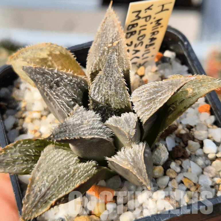 VVG25582  Haworthia mirabilis v.pillosa MBB7246 cutting