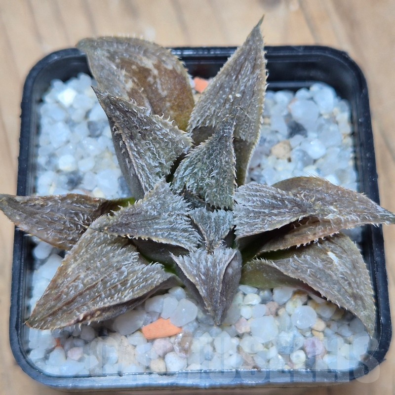 VVG25582 Haworthia mirabilis v.pillosa MBB7246 cutting - Image 2