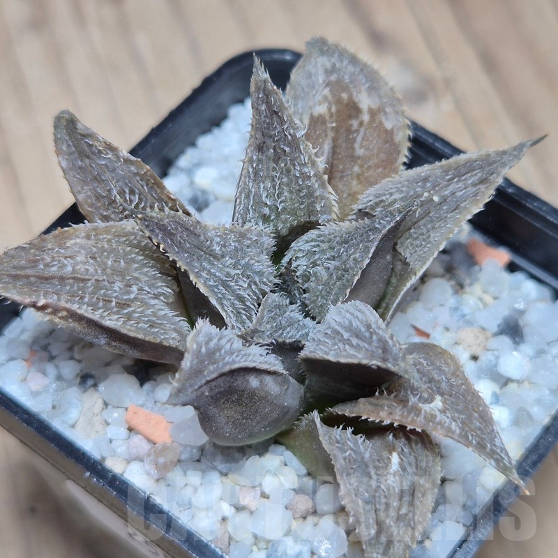 VVG25582 Haworthia mirabilis v.pillosa MBB7246 cutting - Image 3