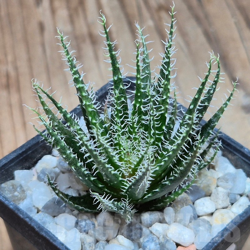 VVG25585 Aloe haworthioides