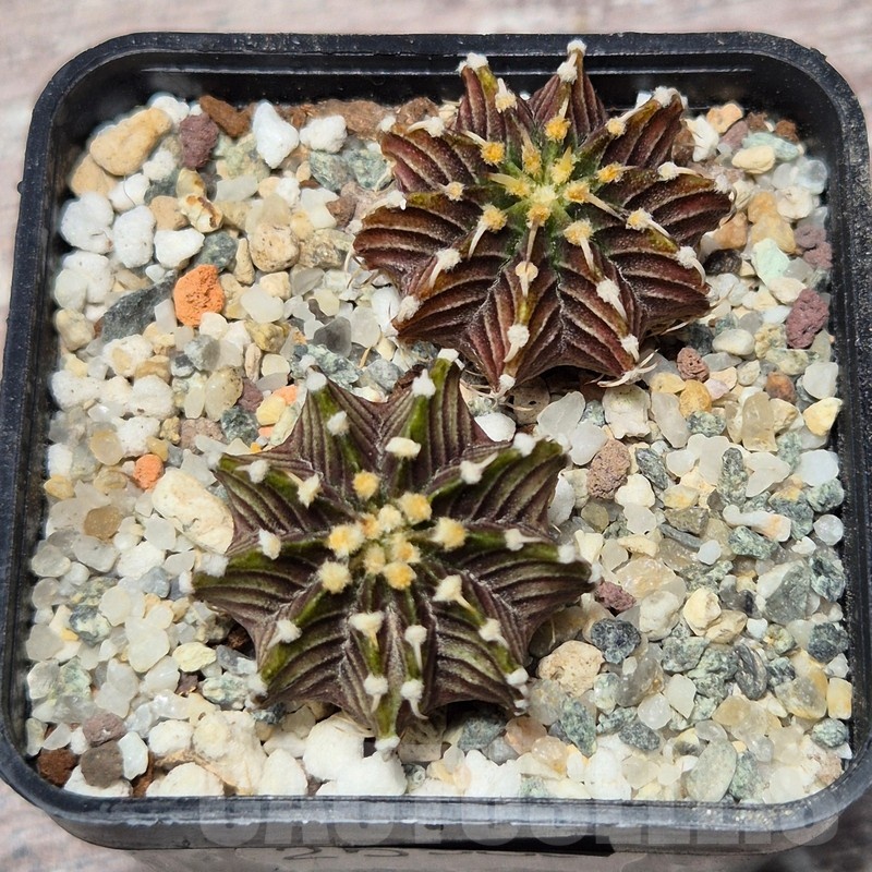 VVG25586 Gymnocalycium friedrichii -Agua Dulce- 2 plants seedling