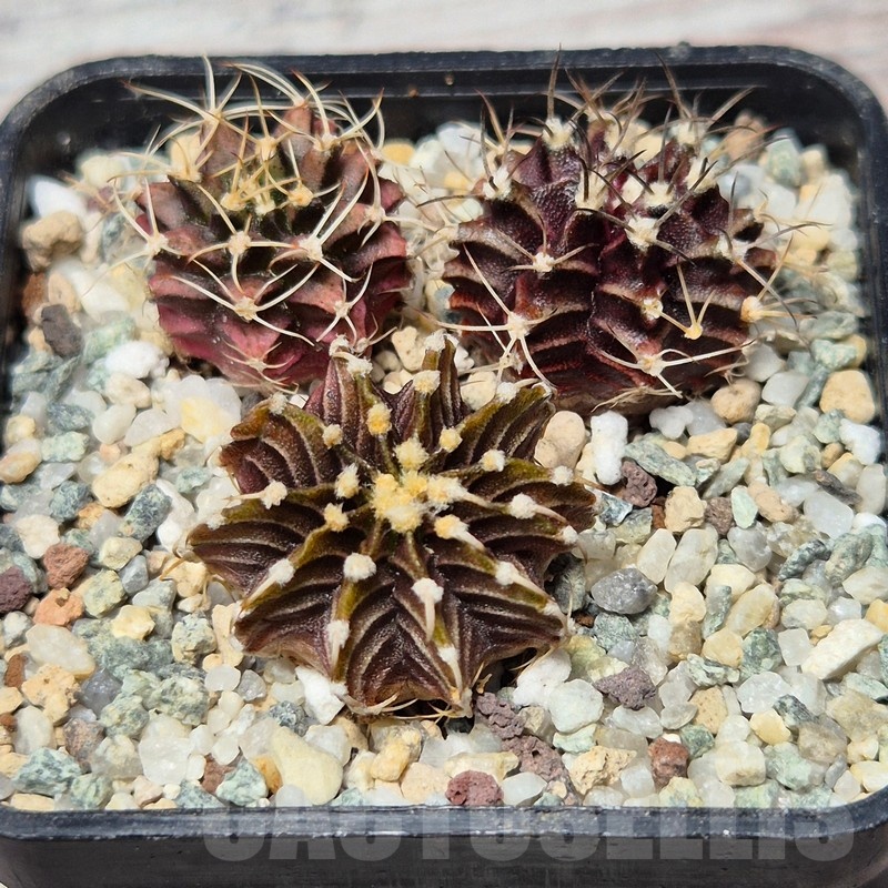 VVG25587 Gymnocalycium friedrichii hybrid mix 3 plants seedling