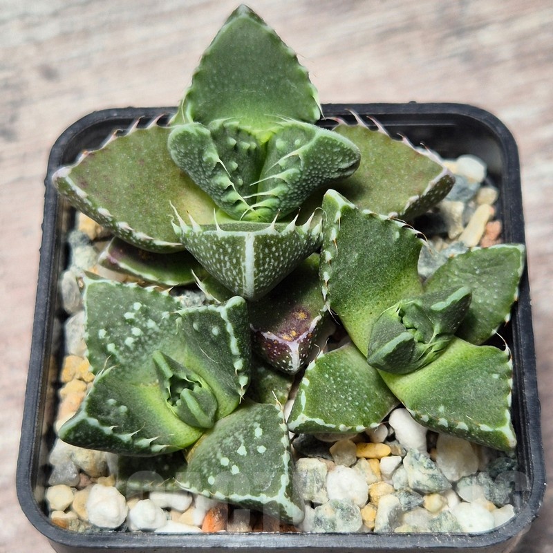 VVG25588 Faucaria tuberculosa 3 plants seedling