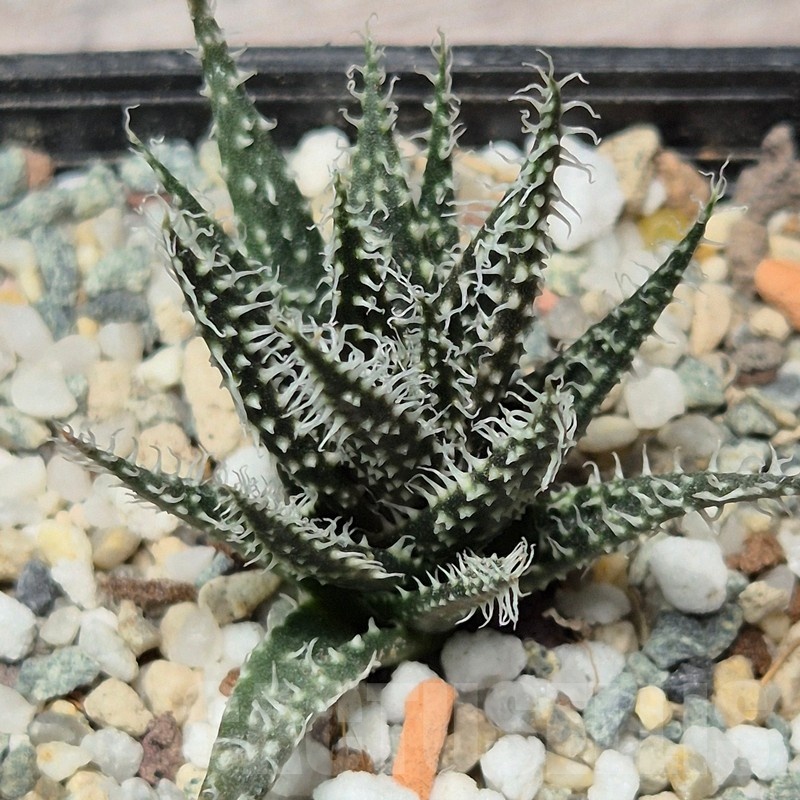 VVG25589 Aloe haworthioides - Special clone-