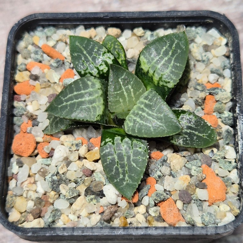 VVG25590 Haworthia comptoniana ‘Crystal’ seedling