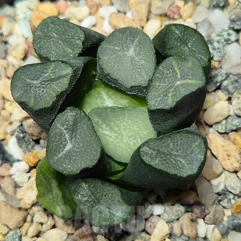VVG25591 Haworthia maughanii -Japan- seedling