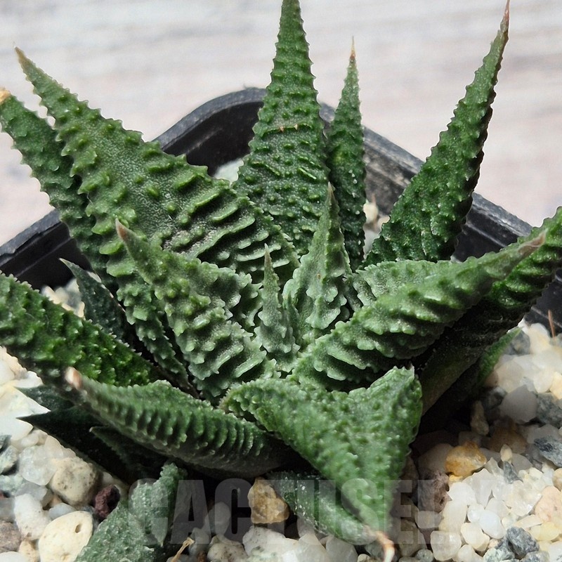 VVG25592 Haworthia limifolia -Ubombo-