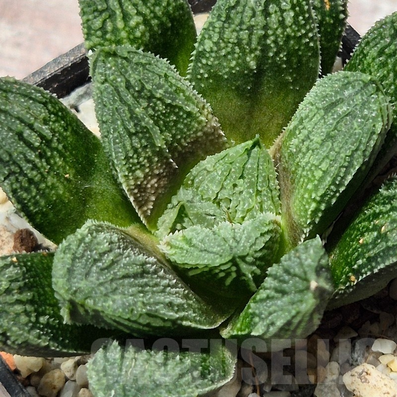 VVG25594 Haworthia 'Gorbi' hybrid F2