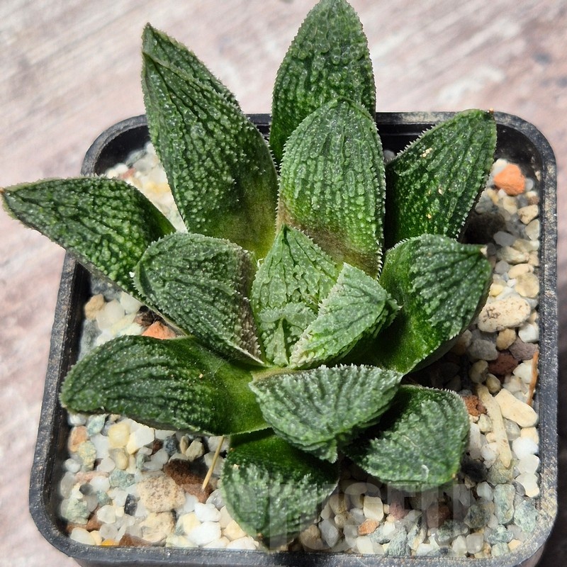 VVG25594 Haworthia 'Gorbi' hybrid F2 - Image 2