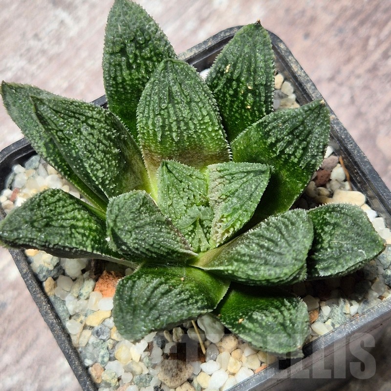 VVG25594 Haworthia 'Gorbi' hybrid F2 - Image 3