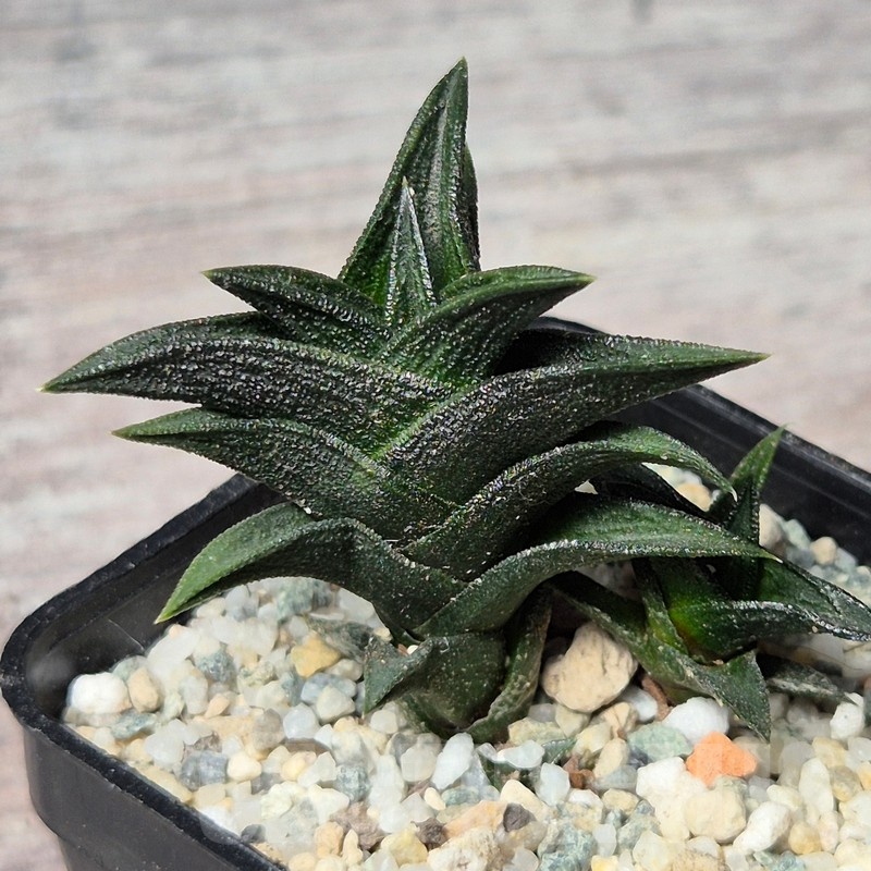 VVG25595 Haworthia nigra x viscosa
