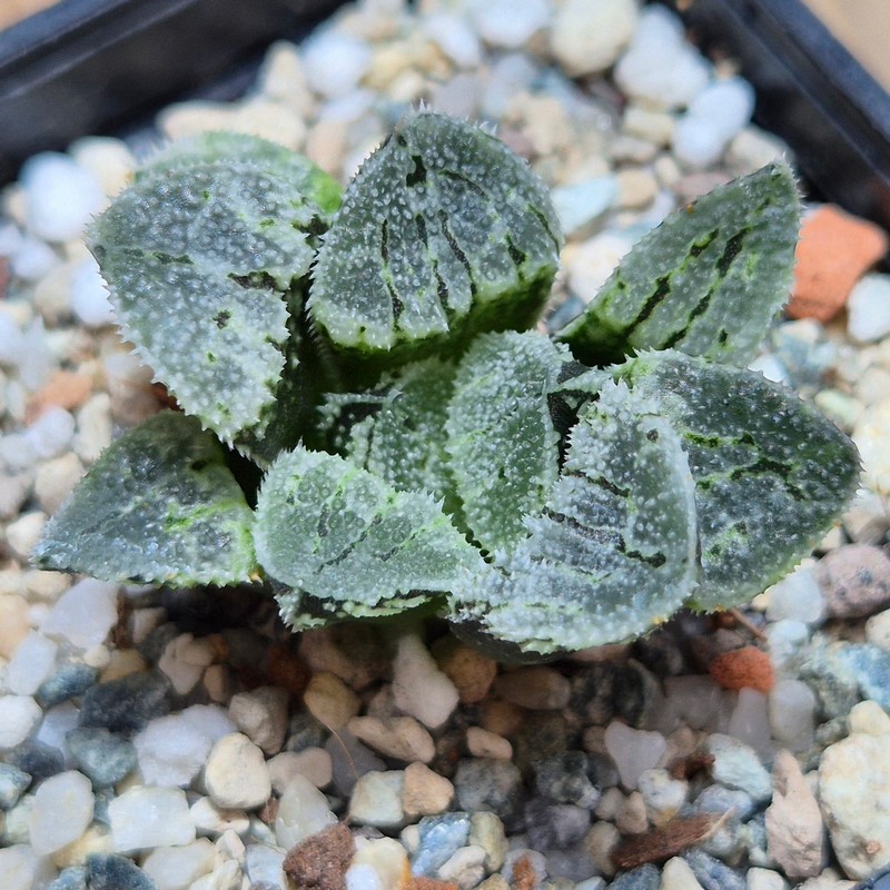 VVG25596 Haworthia ‘Kegazato’ x picta -Japan- x ‘Yulia’ hybrid F2 seedling