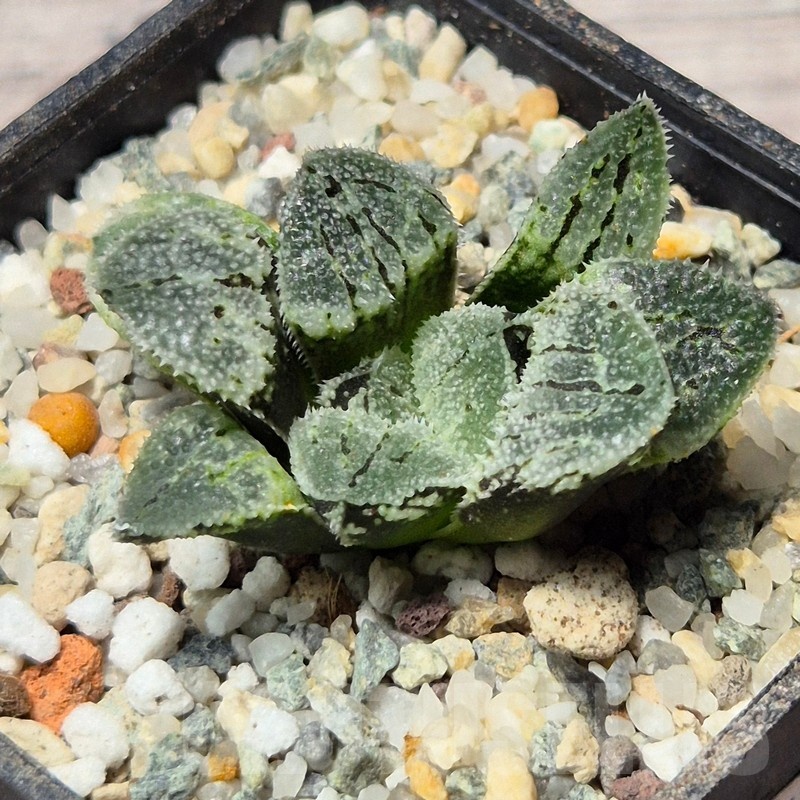 VVG25596 Haworthia ‘Kegazato’ x picta -Japan- x ‘Yulia’ hybrid F2 seedling