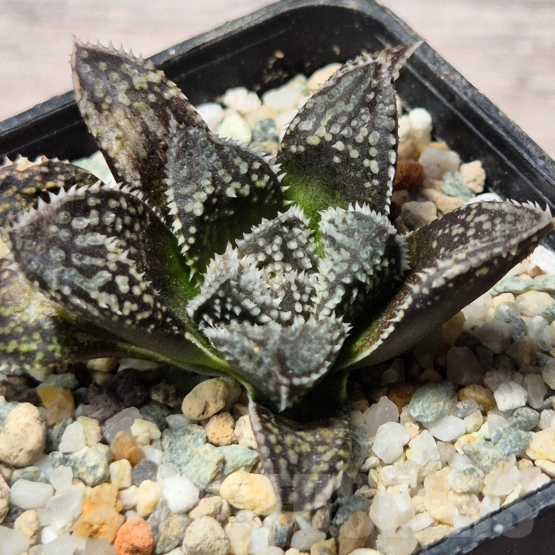 VVG25597 Haworthia ‘Black Major’ x ‘Kegazato’ x picta -Japan-