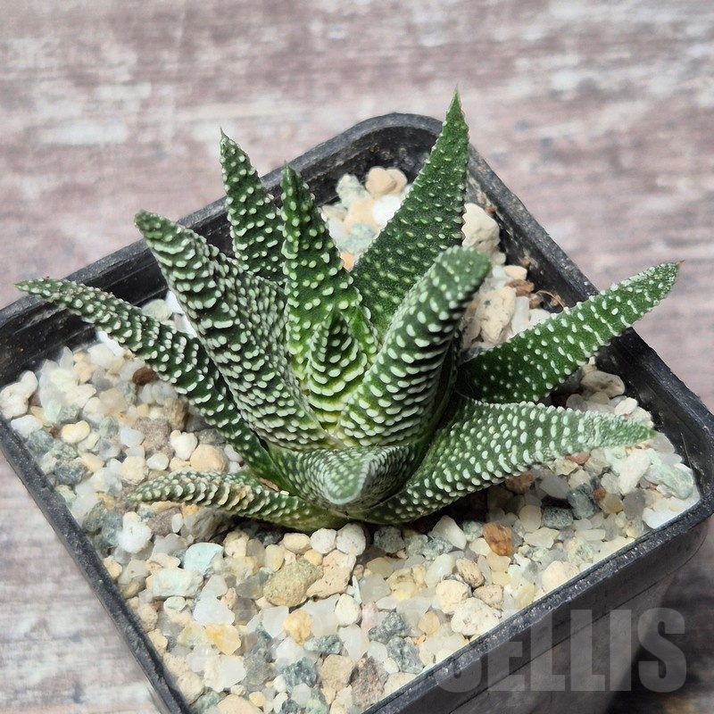 VVG25598 Haworthia minima -Bredasdorp-