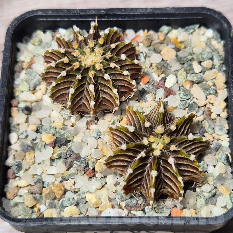 VVG25601 Gymnocalycium friedrichii -Agua Dulce- 2 plants seedling