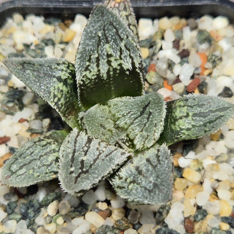 VVG26097 Haworthia ‘Kegazato’ x picta -Japan- x ‘Yulia’ hybrid F2 seedling