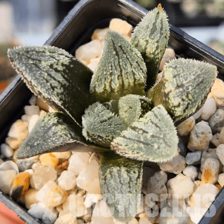VVG26097 Haworthia ‘Kegazato’ x picta -Japan- x ‘Yulia’ hybrid F2 seedling - Image 2
