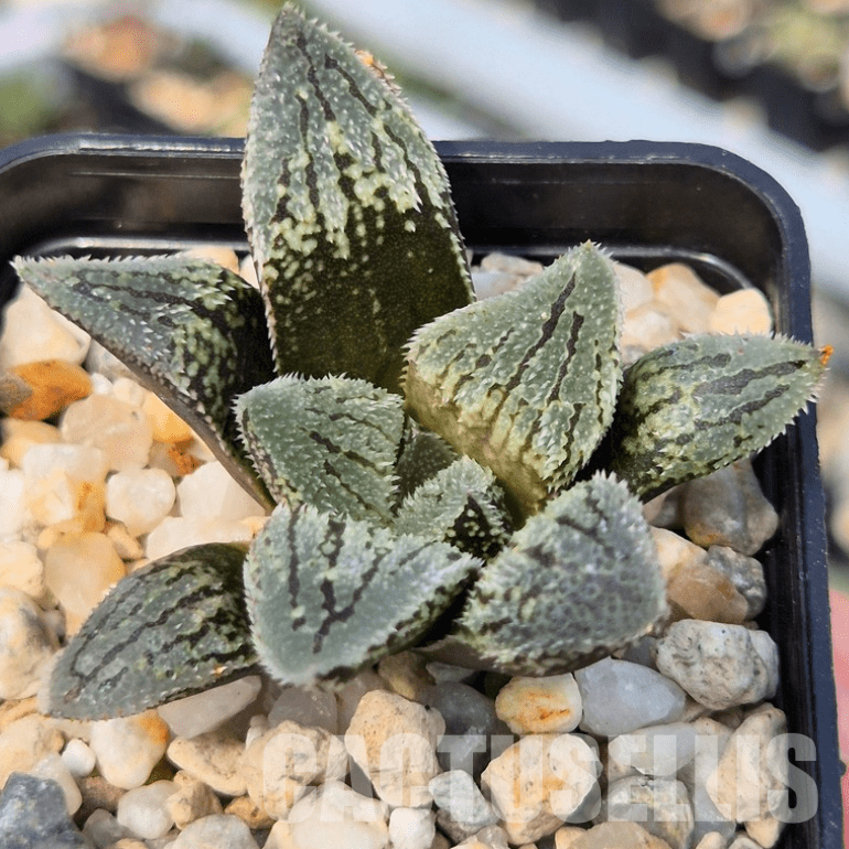VVG26097 Haworthia ‘Kegazato’ x picta -Japan- x ‘Yulia’ hybrid F2 seedling