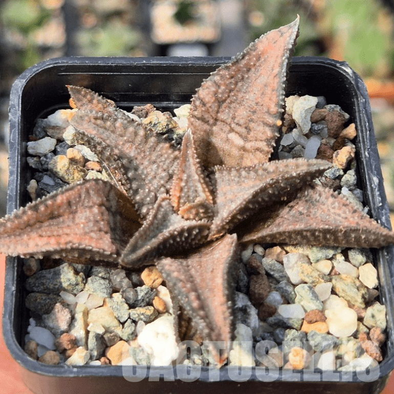 VVG26103 Haworthia koelmaniorum ‘Silver Tarantula’