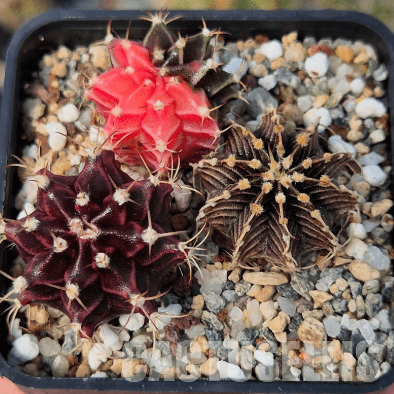 VVG26107 Gymnocalycium mihanovichii+ friedrichii hybrid mix 3 plants seedling