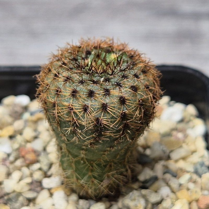 VVG26115 Frailea castanea -Baltazar-