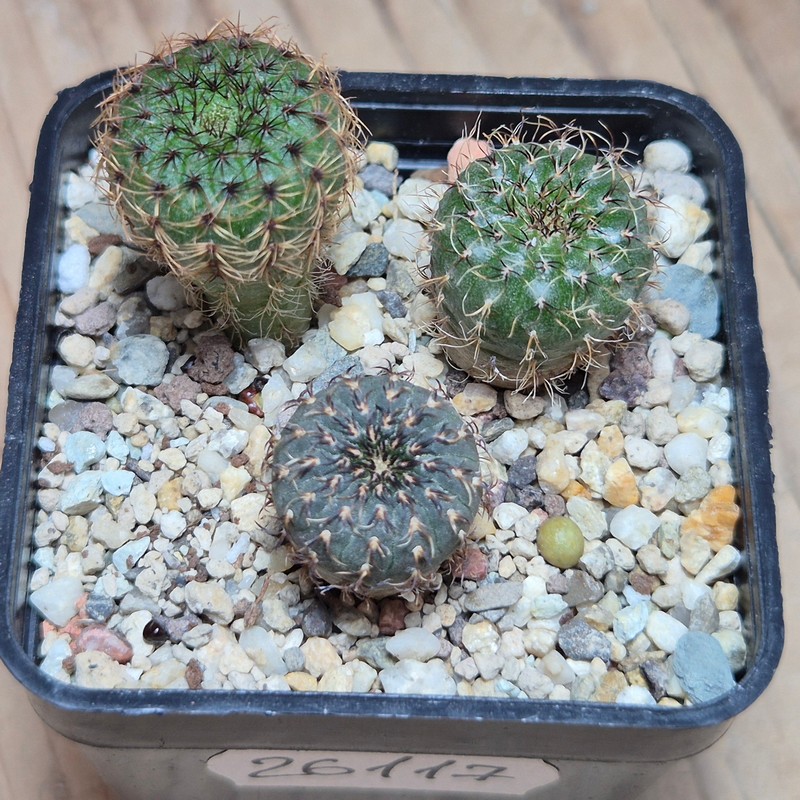 VVG26117 Frailea asterias mix 3 plants seedling