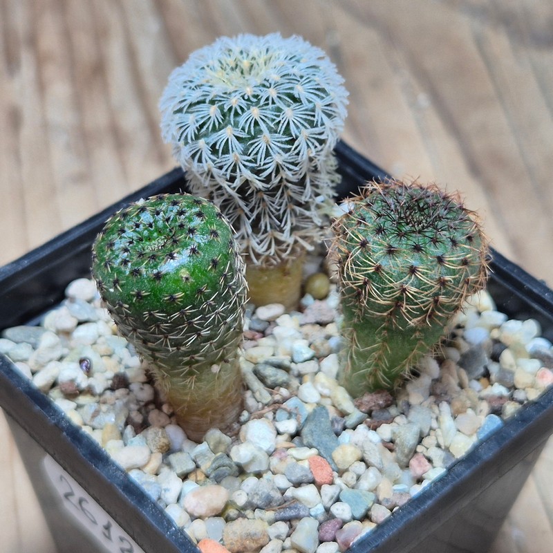 VVG26121 Frailea mix 3 plants seedling