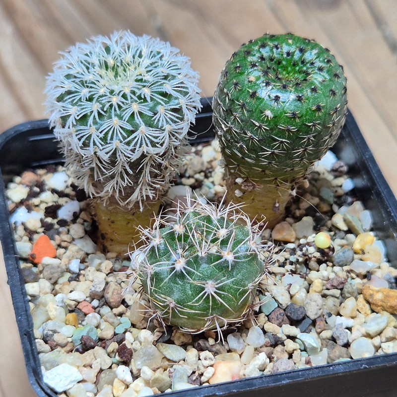 VVG26122 Frailea mix 3 plants seedling