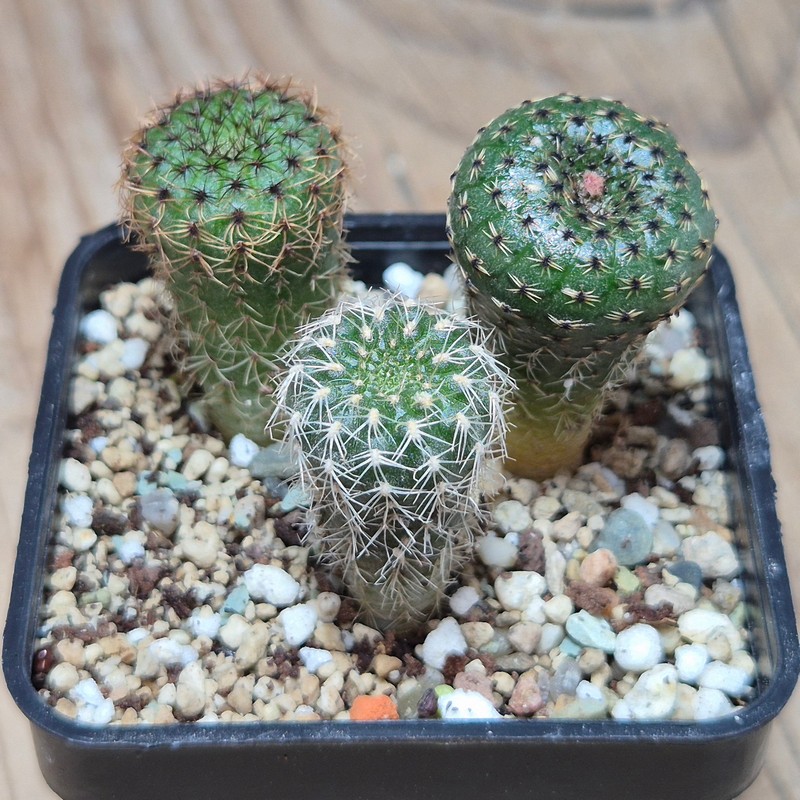 VVG26123 Frailea mix 3 plants seedling