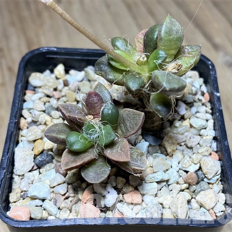 VVG36317 Anacampseros retusa -Steinkopf- 2 plants