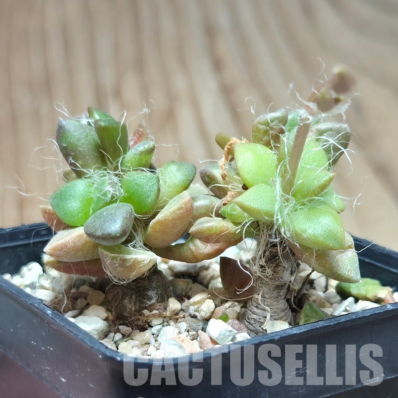 VVG36317 Anacampseros retusa -Steinkopf- 2 plants