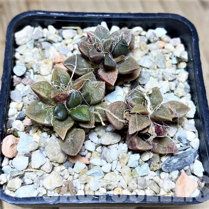 VVG36318 Anacampseros retusa -Steinkopf- 3 plants